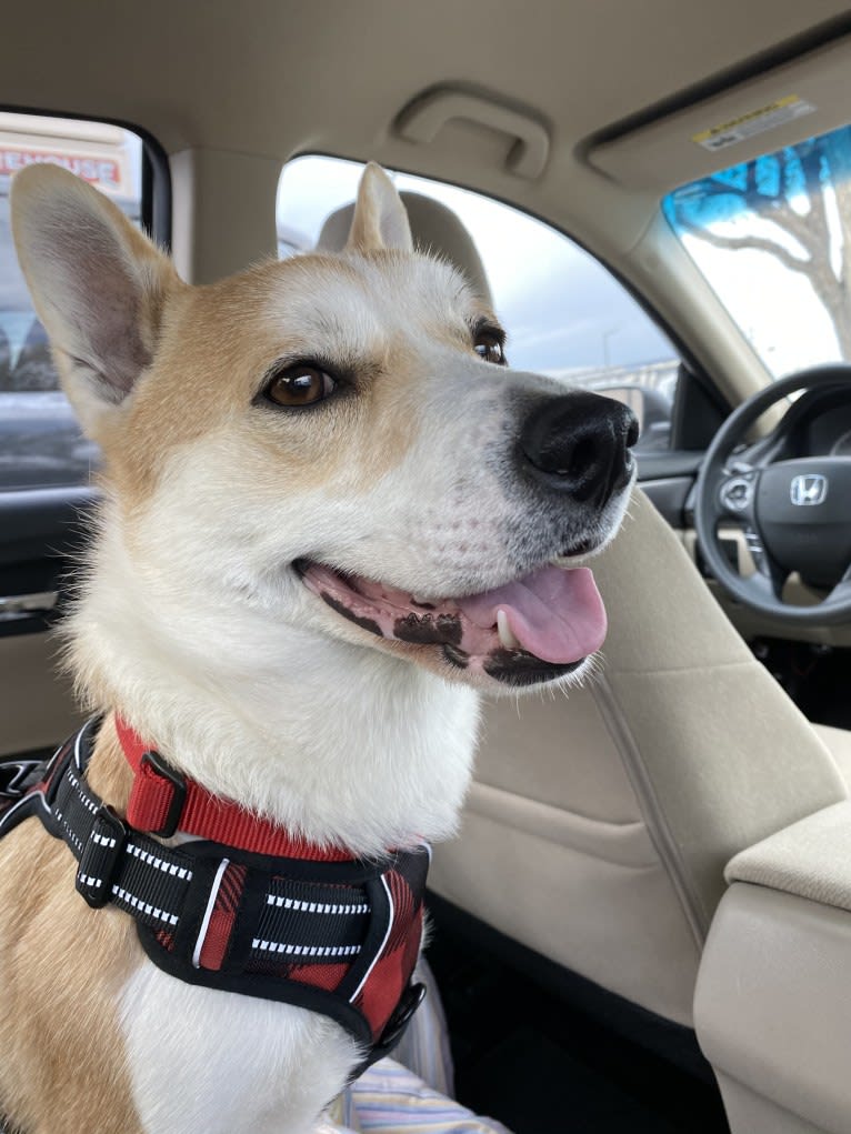 Mango, a Jindo and Pembroke Welsh Corgi mix tested with EmbarkVet.com