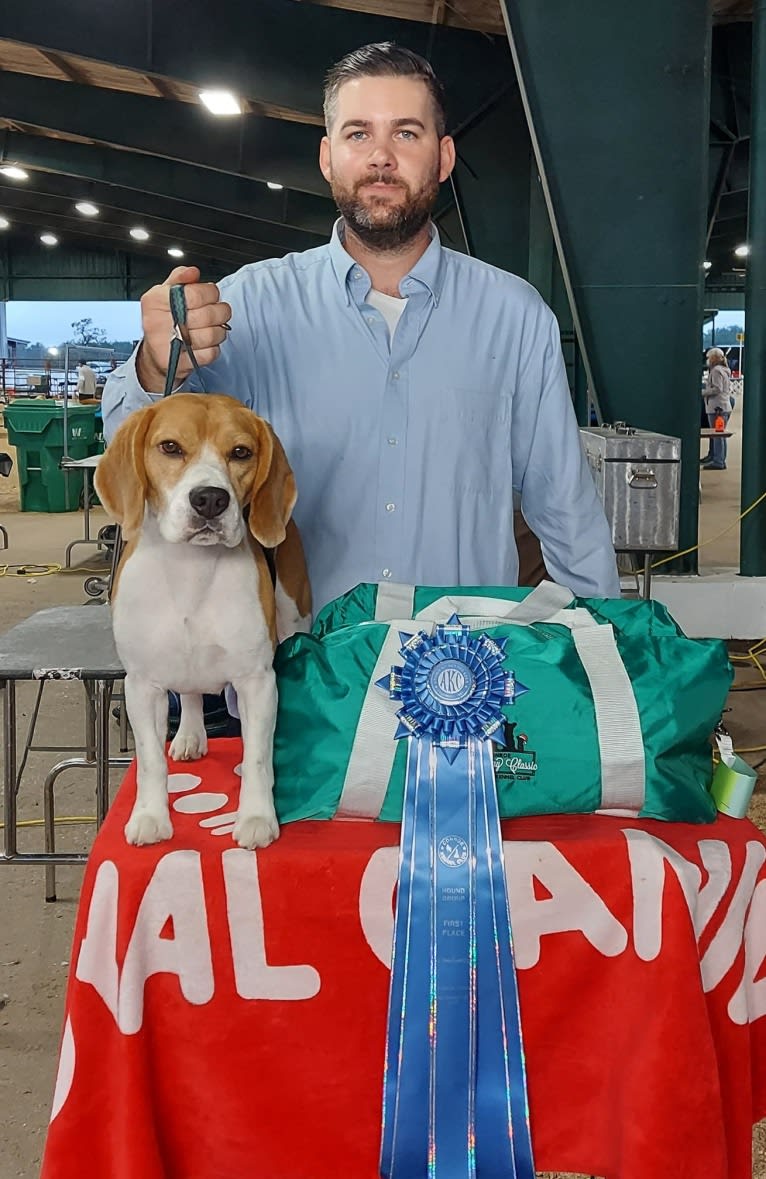 Coulson, a Beagle tested with EmbarkVet.com