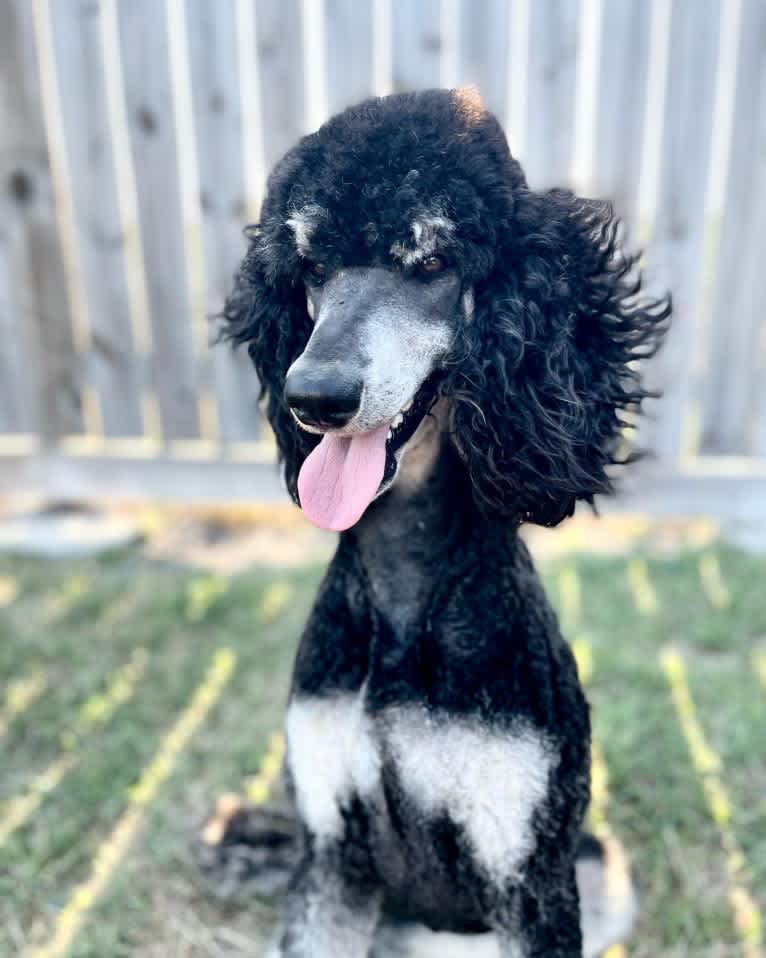 Paris, a Poodle (Standard) tested with EmbarkVet.com