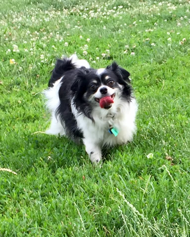 Tucker, a Chihuahua tested with EmbarkVet.com