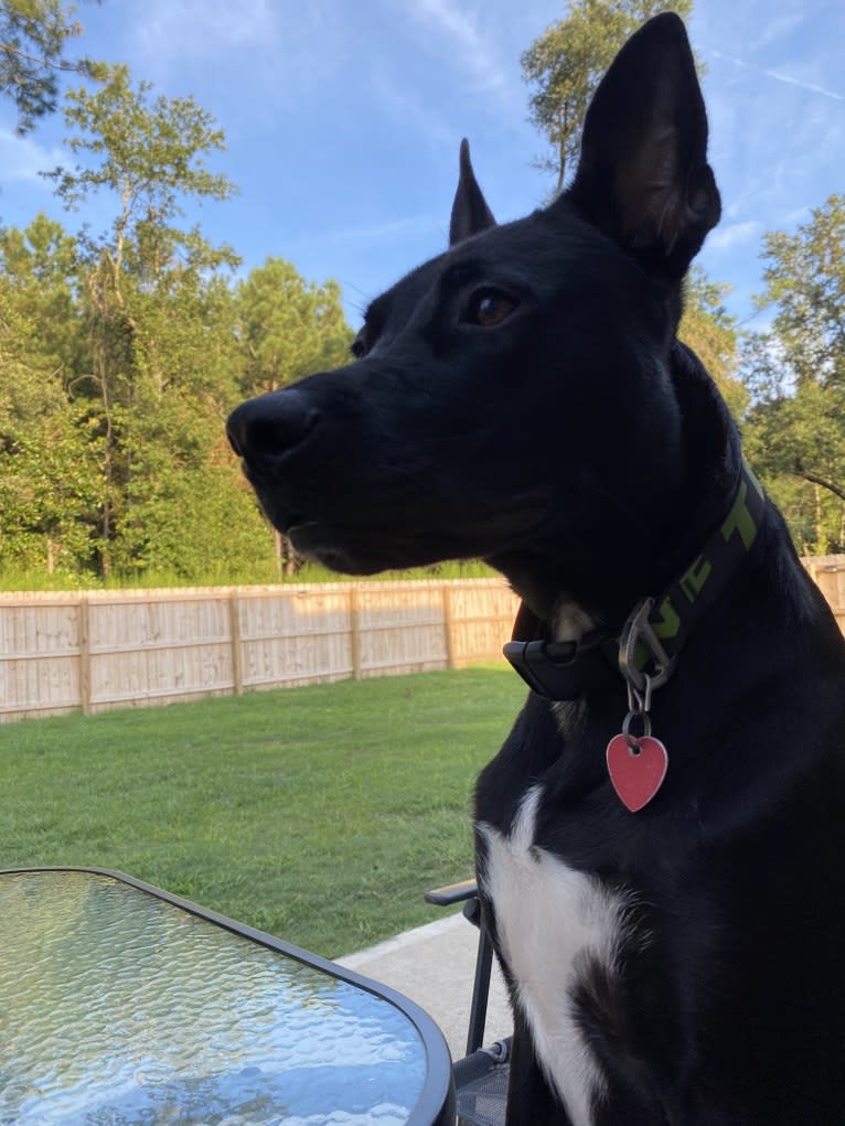 Ringo, an American Pit Bull Terrier and German Shepherd Dog mix tested with EmbarkVet.com