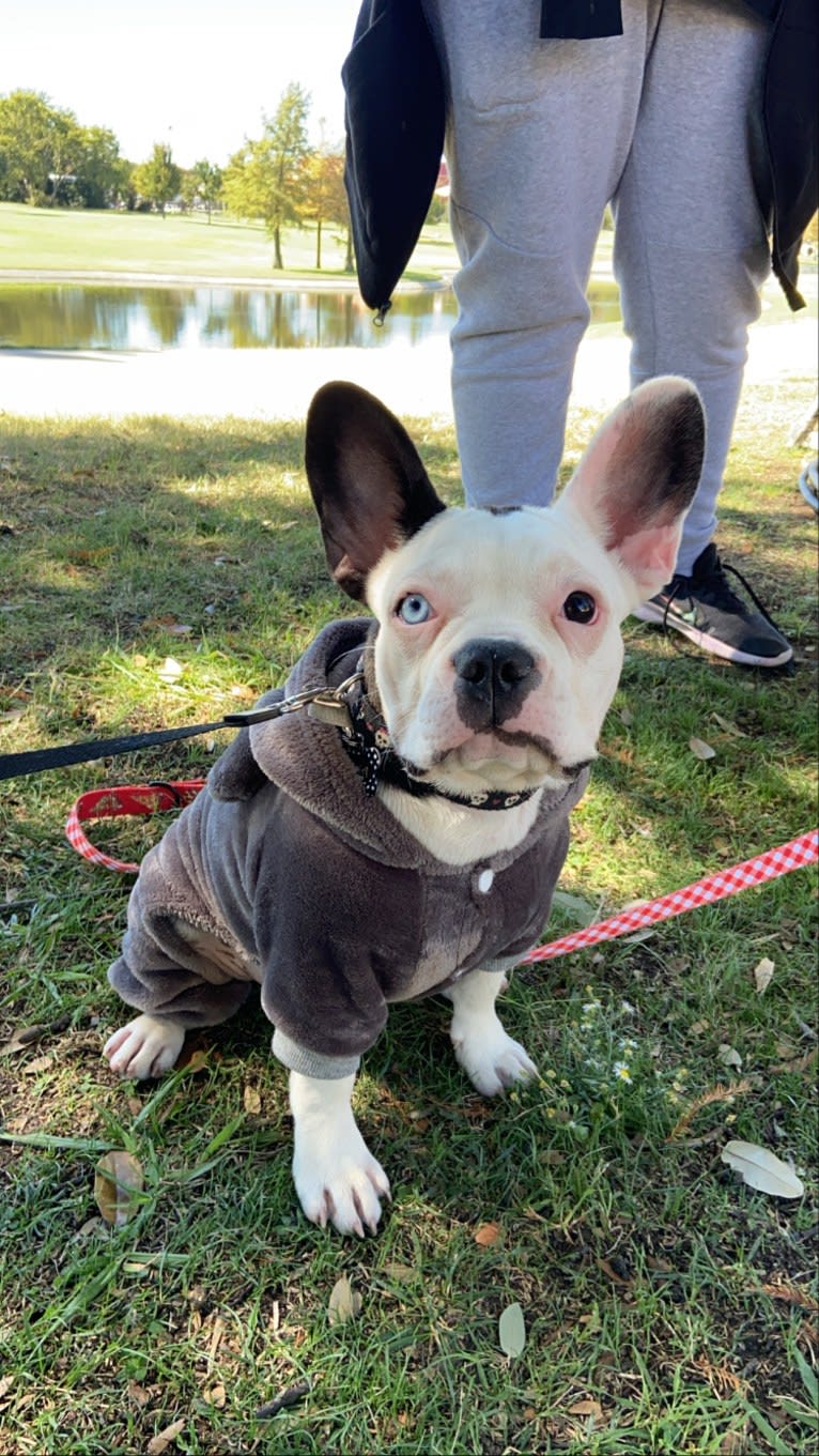 Luna, a French Bulldog and Boston Terrier mix tested with EmbarkVet.com