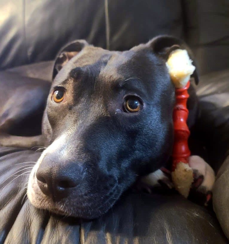 Luna, an American Pit Bull Terrier tested with EmbarkVet.com