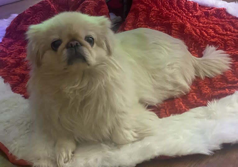 Pablo, a Pekingese tested with EmbarkVet.com