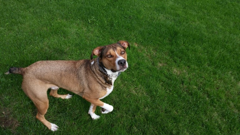 Goblin, an Australian Shepherd and American Bully mix tested with EmbarkVet.com