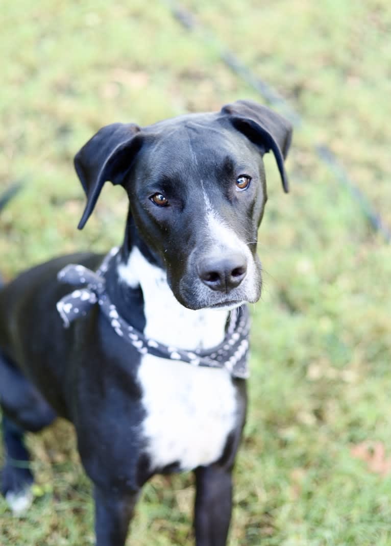 Duke, a Great Dane and American Pit Bull Terrier mix tested with EmbarkVet.com