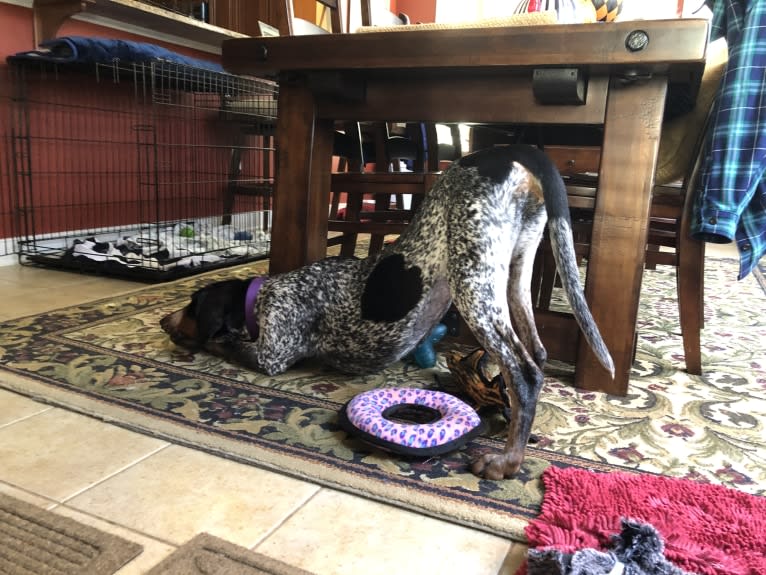 Tessa, a Bluetick Coonhound tested with EmbarkVet.com