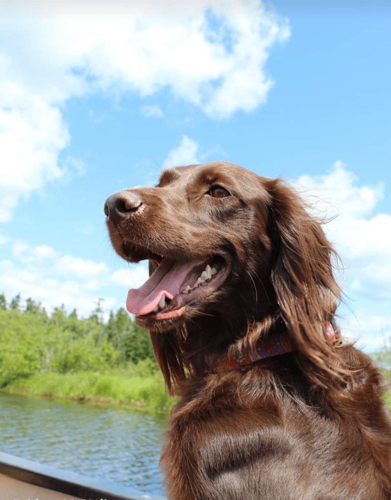 Luna, a Boykin Spaniel and Golden Retriever mix tested with EmbarkVet.com
