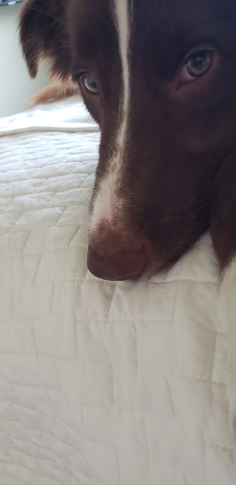 Chili, a Border Collie and English Springer Spaniel mix tested with EmbarkVet.com