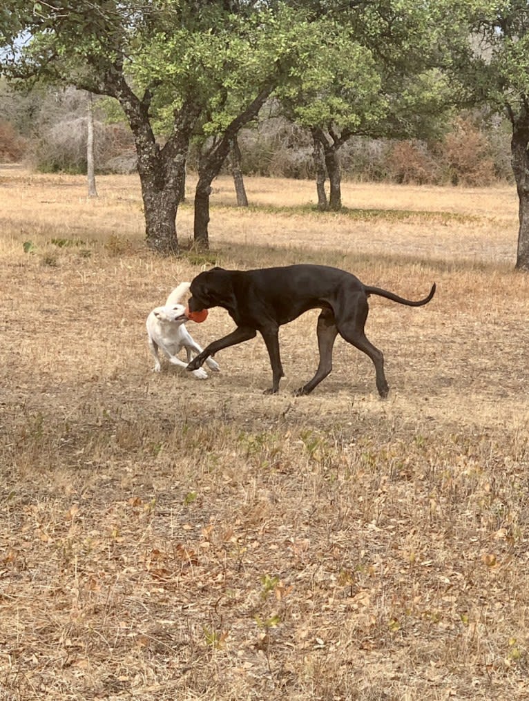 Chester, a Siberian Husky and American Pit Bull Terrier mix tested with EmbarkVet.com