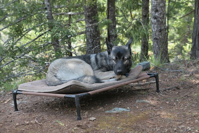 Kodiak, a Caucasian Ovcharka and German Shepherd Dog mix tested with EmbarkVet.com