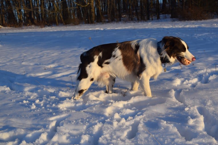 Tate, an Australian Shepherd tested with EmbarkVet.com