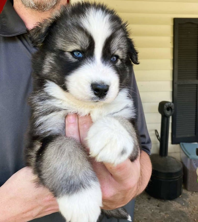 Iroh, a Siberian Husky tested with EmbarkVet.com