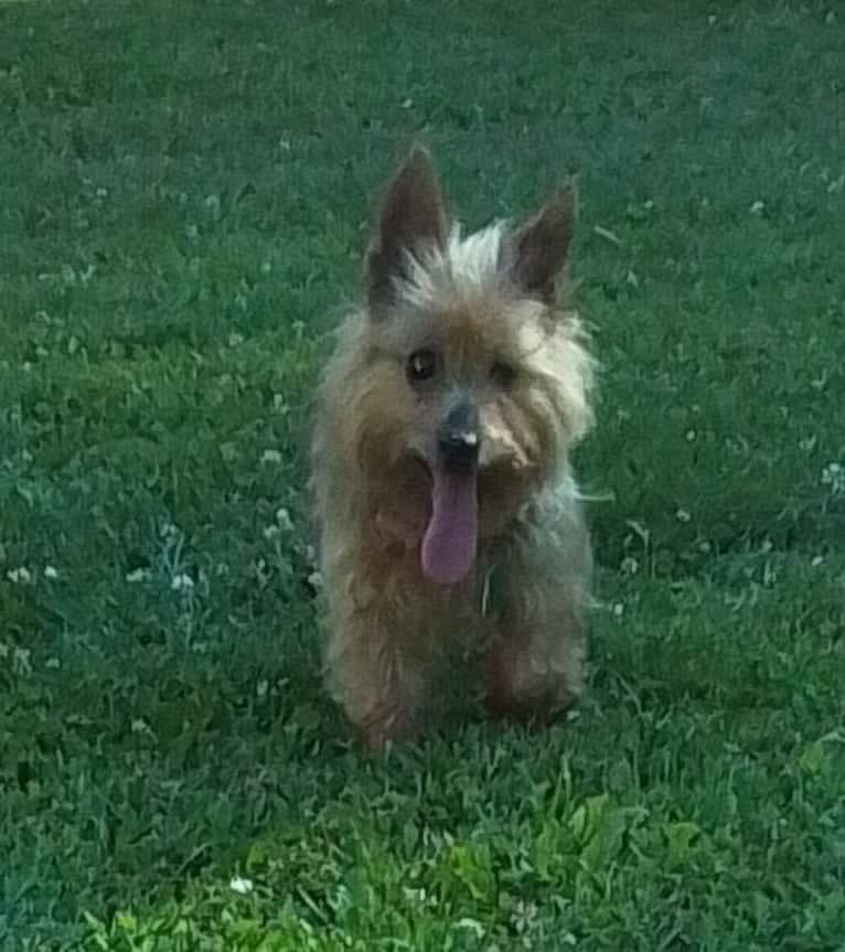 Ella, a Silky Terrier tested with EmbarkVet.com