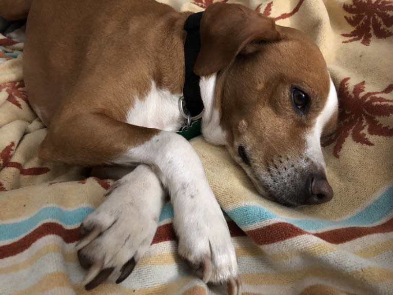 Rocky, a Chihuahua and American Pit Bull Terrier mix tested with EmbarkVet.com