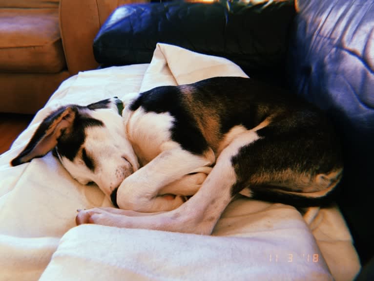 Ernie, a Treeing Walker Coonhound and Miniature/MAS-type Australian Shepherd mix tested with EmbarkVet.com