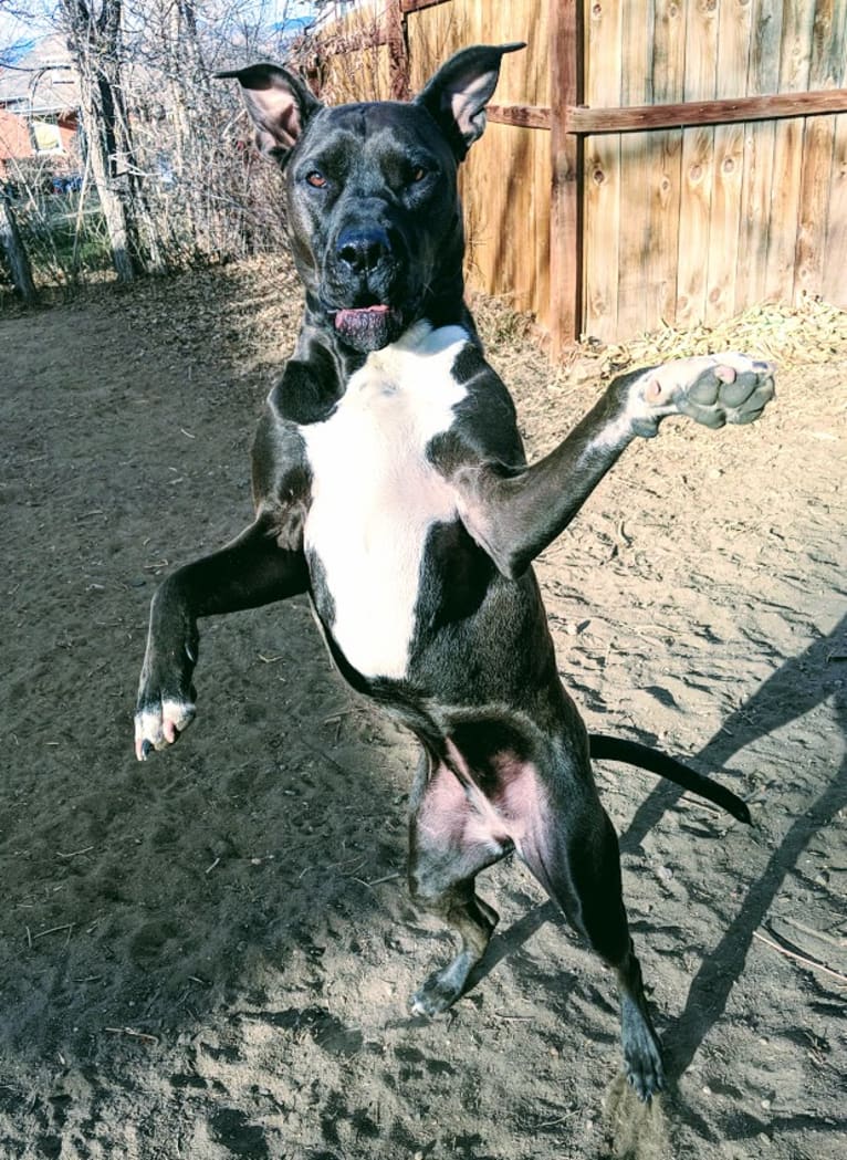 Andromeda, an American Pit Bull Terrier and Boxer mix tested with EmbarkVet.com