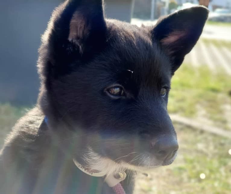 Chesley, a Canaan Dog tested with EmbarkVet.com