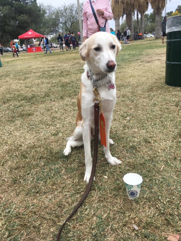 Kona, an Arabian Village Dog tested with EmbarkVet.com