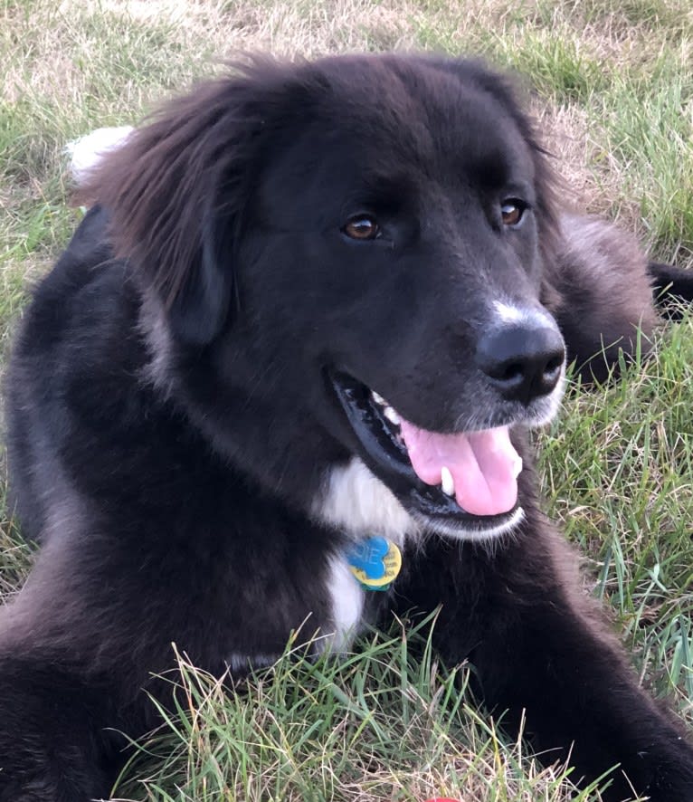 Kodie, a Great Pyrenees and Brittany mix tested with EmbarkVet.com