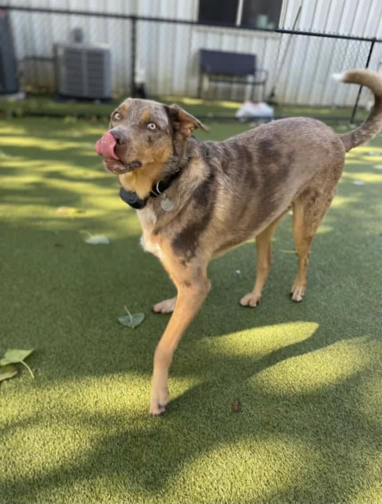 Bauer, an Australian Cattle Dog and Catahoula Leopard Dog mix tested with EmbarkVet.com