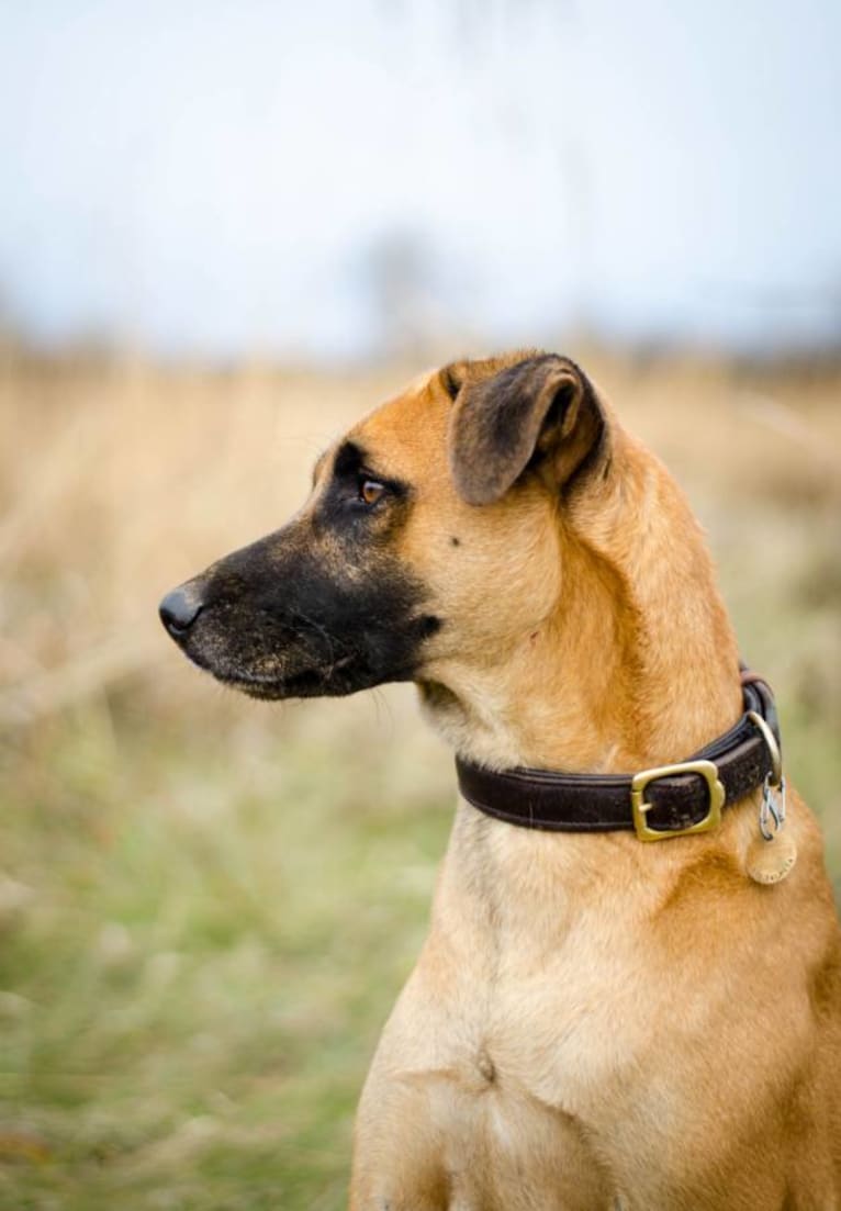 Chalo, an African Village Dog tested with EmbarkVet.com