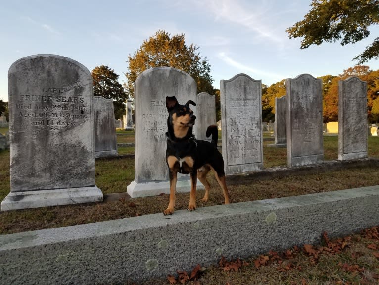 Enzo, a Miniature Pinscher and Border Collie mix tested with EmbarkVet.com