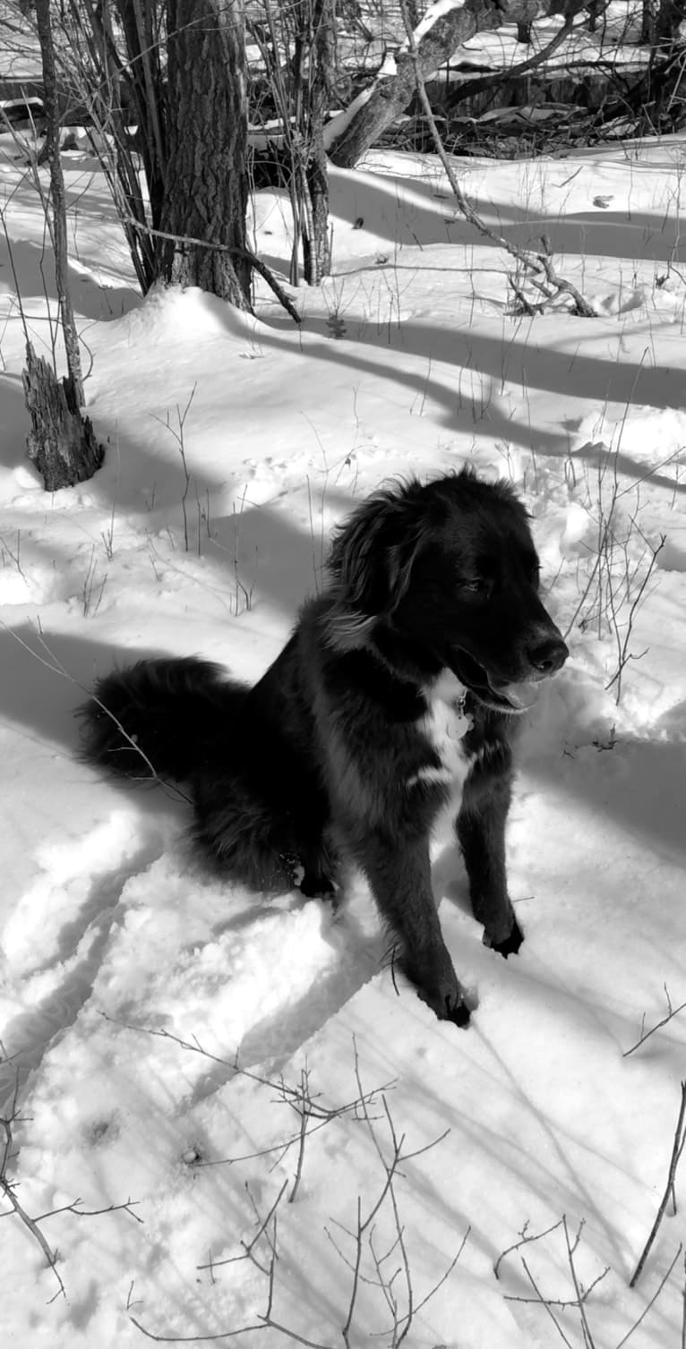 Kodie, a Great Pyrenees and Brittany mix tested with EmbarkVet.com