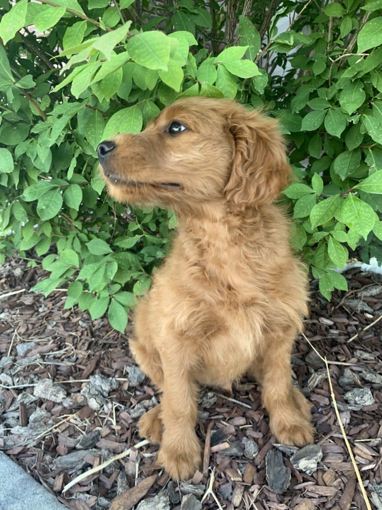 Gray Collar, a Goldendoodle tested with EmbarkVet.com