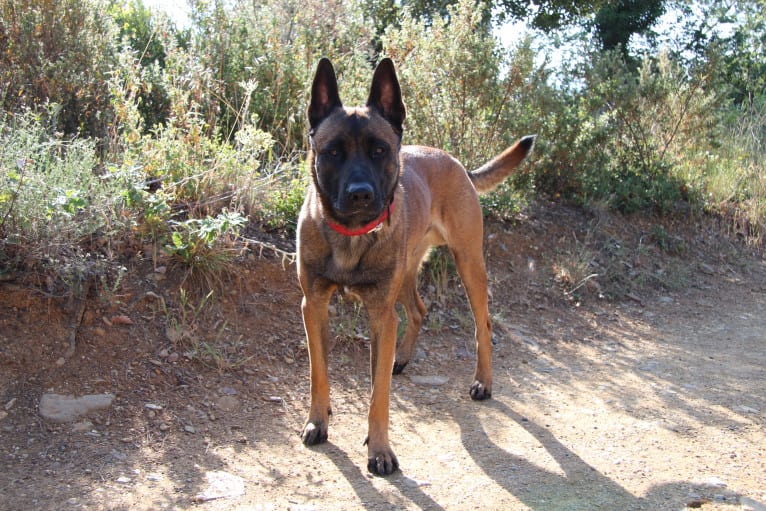 Kylar (PsychoKiller d'Hélitesport), a Belgian Shepherd tested with EmbarkVet.com