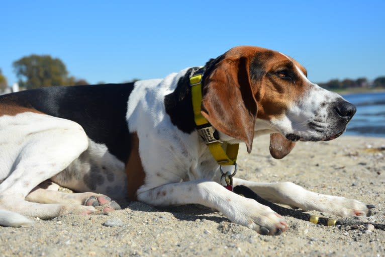 Murphy, a Treeing Walker Coonhound tested with EmbarkVet.com