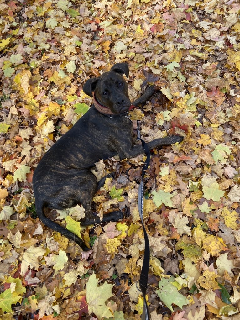 Parker, a Boxer and Chow Chow mix tested with EmbarkVet.com