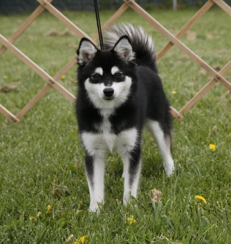 Pearl, an Alaskan Klee Kai tested with EmbarkVet.com