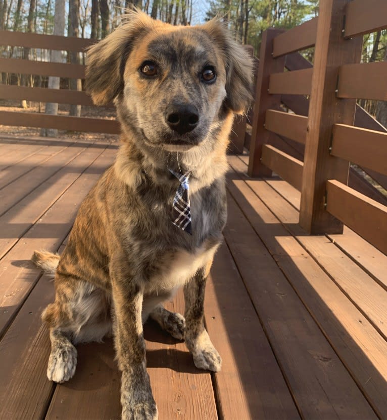 Franklin, an American Pit Bull Terrier and Siberian Husky mix tested with EmbarkVet.com