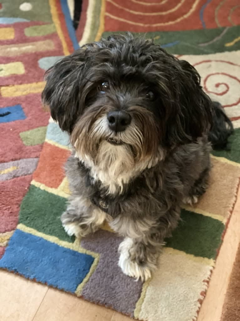 Papa Quinn, a Havanese and Lhasa Apso mix tested with EmbarkVet.com