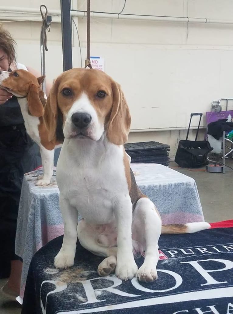 Coulson, a Beagle tested with EmbarkVet.com