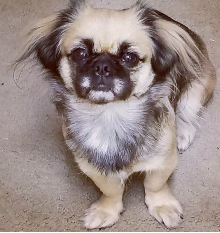 Eleanor, a Shih Tzu and Pekingese mix tested with EmbarkVet.com