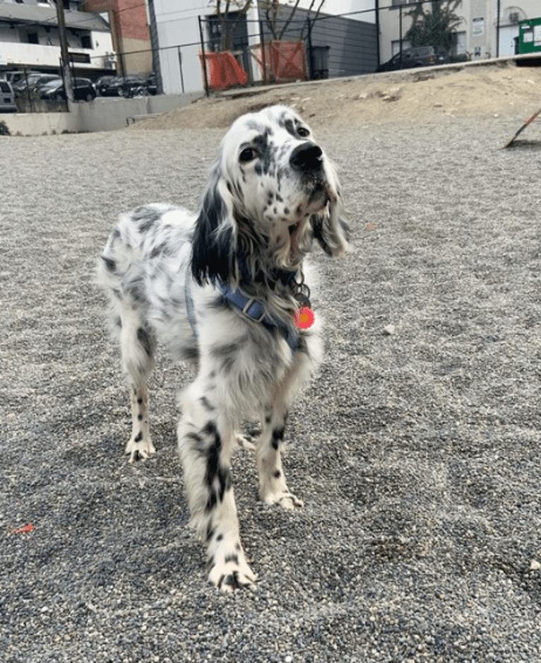 Merlin, a Llewellin Setter and English Setter mix tested with EmbarkVet.com