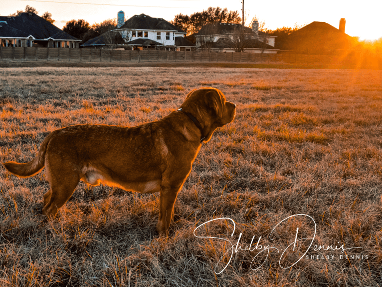 Levi, a Labrador Retriever tested with EmbarkVet.com