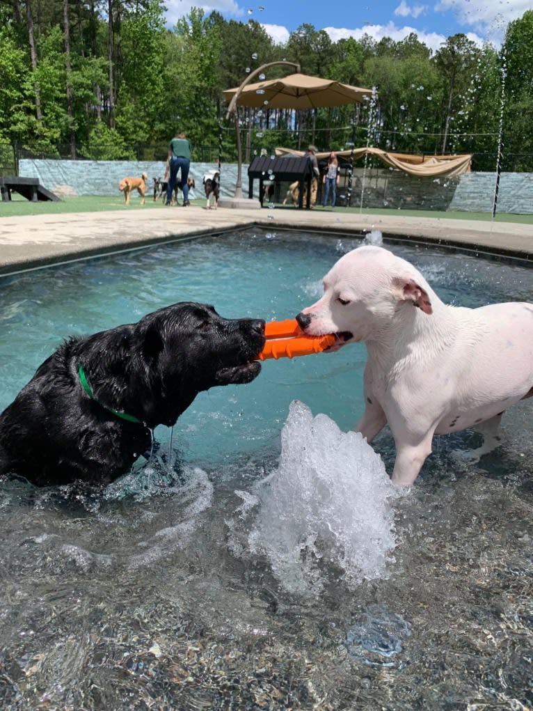 Tiptoe, an American Pit Bull Terrier and Great Pyrenees mix tested with EmbarkVet.com