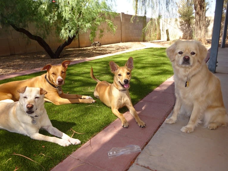 Bean, a Chow Chow and Chihuahua mix tested with EmbarkVet.com