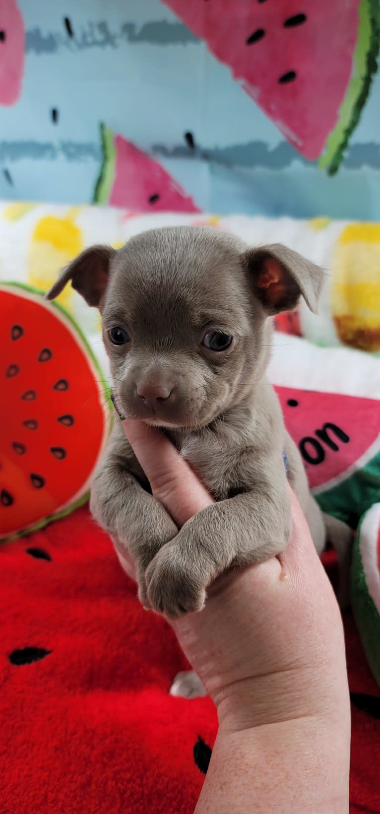 Wren, a Chihuahua tested with EmbarkVet.com