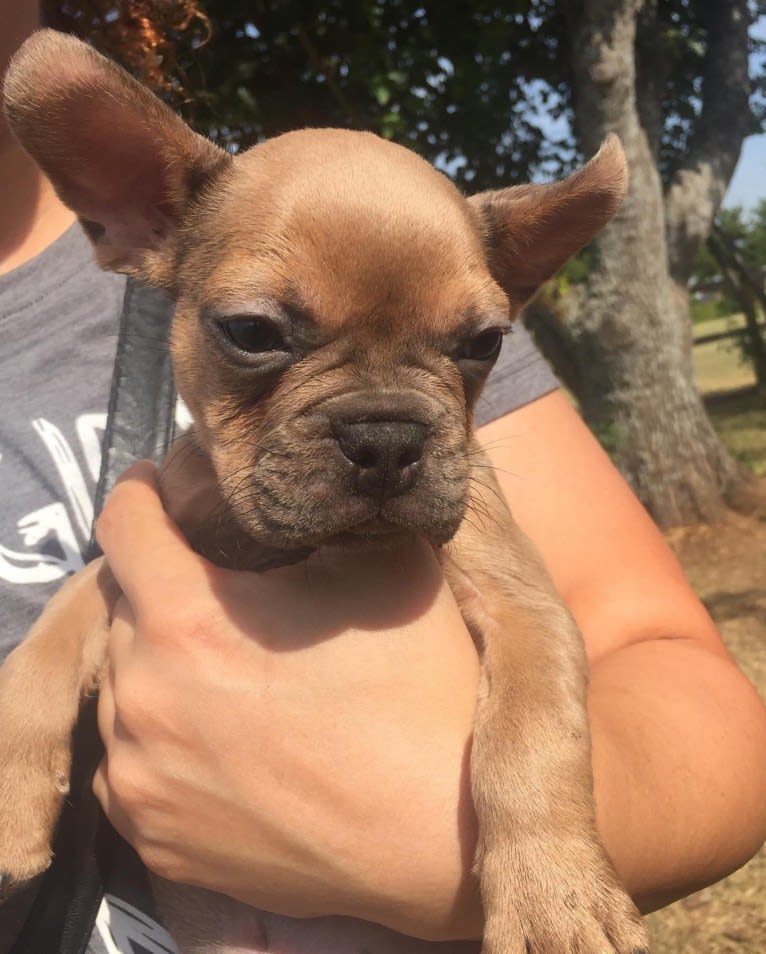 Stitch, a French Bulldog tested with EmbarkVet.com