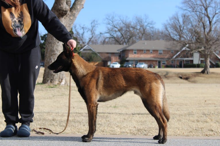 KHs Taking What’s Ours With Fire and Blood “Drogon” TKE RATN, a Belgian Shepherd tested with EmbarkVet.com