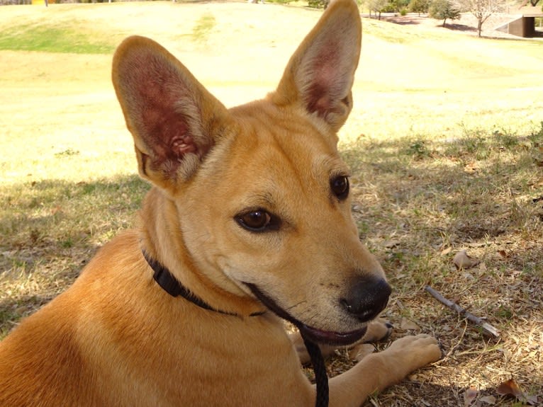 Bean, a Chow Chow and Chihuahua mix tested with EmbarkVet.com