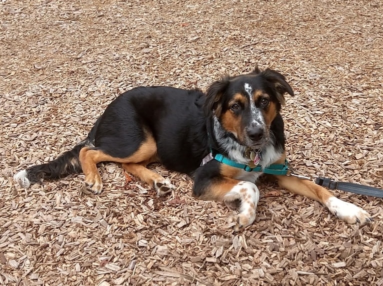 Marion Ravenwoof, an Australian Cattle Dog and American Pit Bull Terrier mix tested with EmbarkVet.com