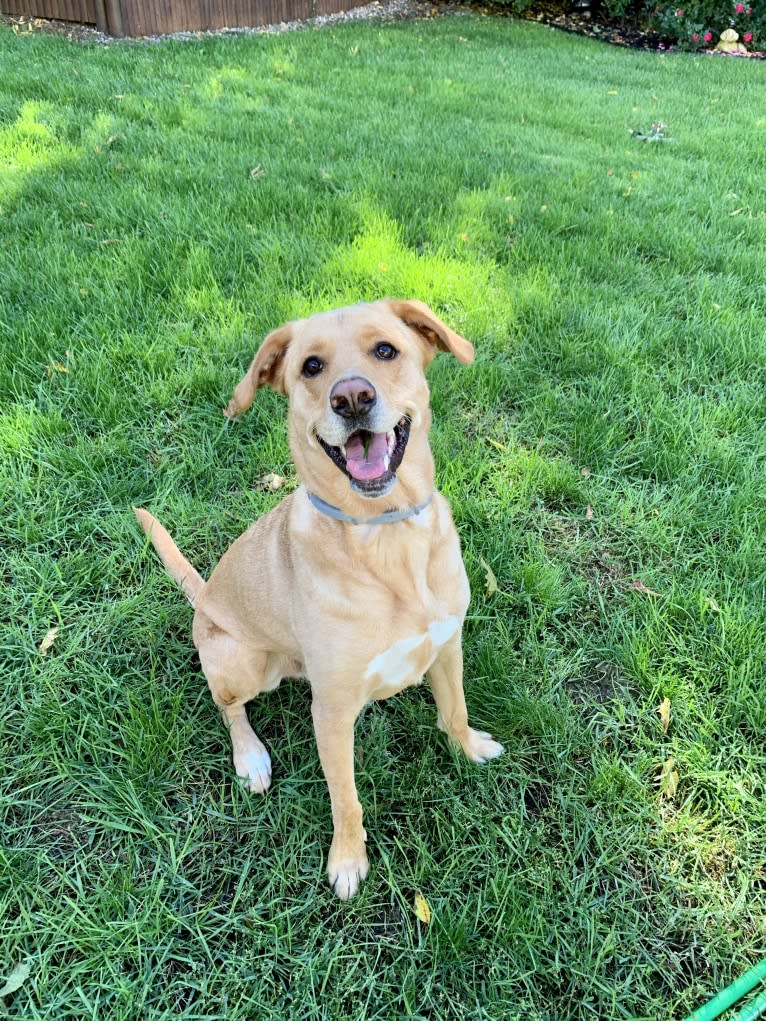 Brock, a Labrador Retriever and Rottweiler mix tested with EmbarkVet.com