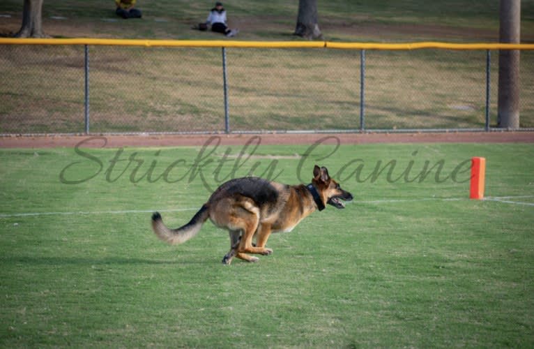 Jonas, a German Shepherd Dog tested with EmbarkVet.com