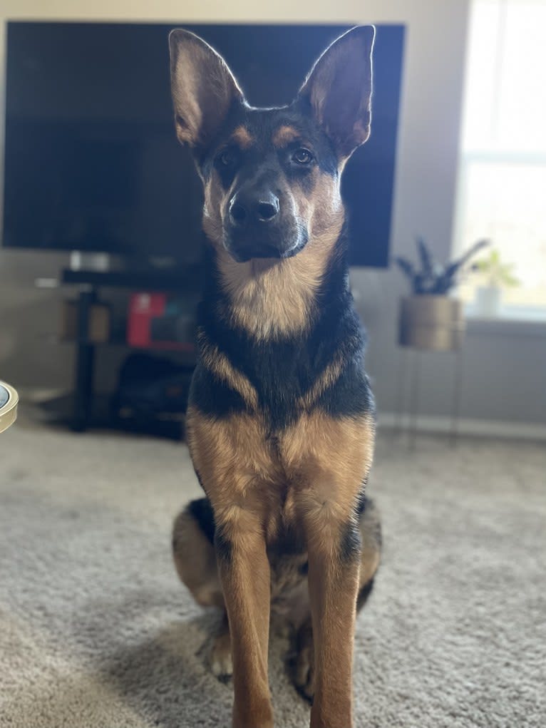 Rocky, a German Shepherd Dog and Australian Cattle Dog mix tested with EmbarkVet.com