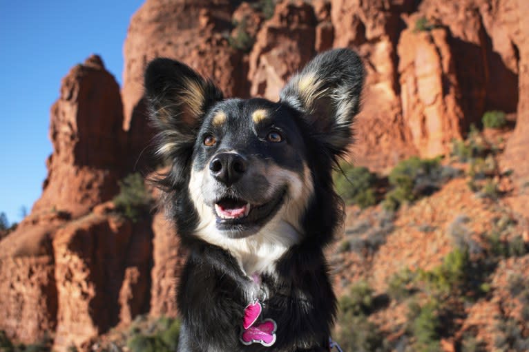 Luna, an Australian Cattle Dog and Chow Chow mix tested with EmbarkVet.com